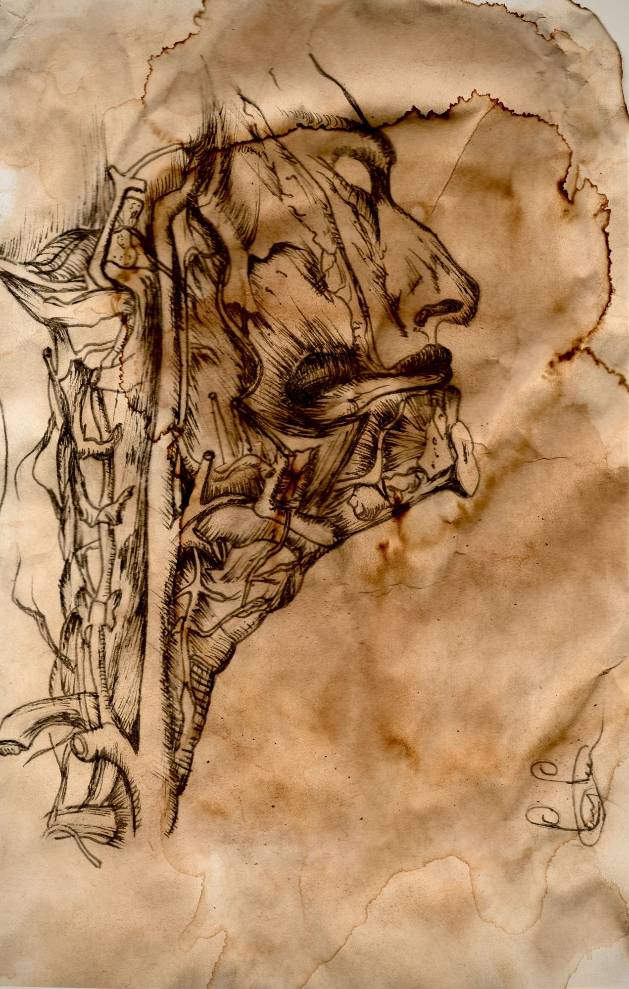 The head and neck, opened from the side — ink on toned paper